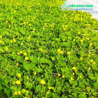 10 Bụi Cỏ Lạc Trồng Sân Vườn Chịu Nắng Dễ Trồng Dễ Chăm