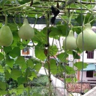 Hạt giống bầu gáo thái lan