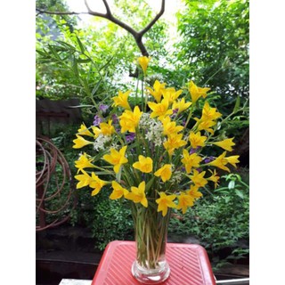 Củ hoa Huệ Mưa Vàng Citrina (Size Mẹ / Baby)