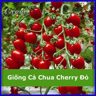 Hạt Giống Cà Chua Cherry Đỏ Lai F1