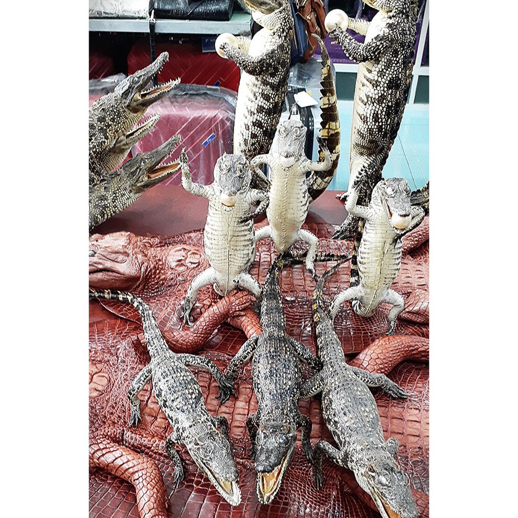Cá sấu trưng bày nguyên con