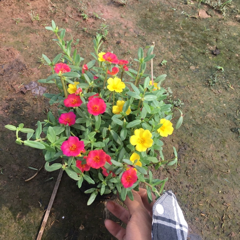 Cây Hoa Sam Mix Nhiều Màu,Cây Ưa Nắng,Dễ Chăm