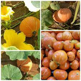 HẠT GIỐNG BÍ NHẬT ĐỎ (10H)
