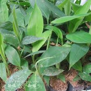 Cây giống chuối tiêu hồng siêu quả - cgmcthsq