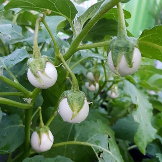 Hạt giống cà pháo trắng trái lớn gói 1g