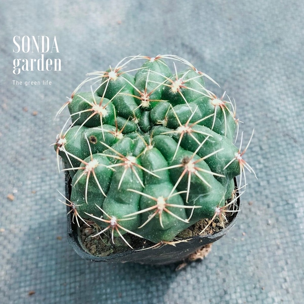 Xương rồng thần long SONDA GARDEN size bé 5-7cm, cây cảnh trang trí nhà cửa, lỗi 1 đổi 1