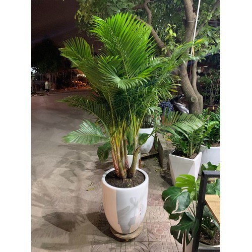 Cây cau lụa vàng
