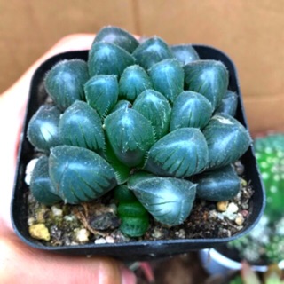 Sen đá kim cương- Haworthia Obtusa