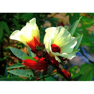 Gói 5g hạt giống Bụp Giấm