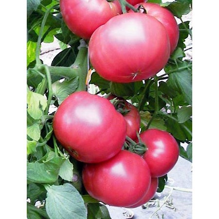 Bán buôn Hạt giống cà chua Hồng ( 30 hạt) bao đẹp