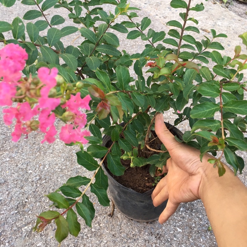 Cây Hoa Tường Vy  Size To Tán Rộng 35cm