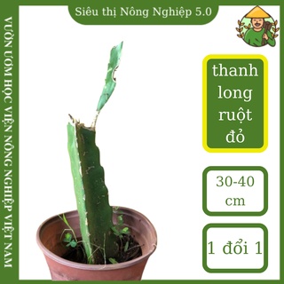 Cây giống thanh long ruột đỏ f1, giống thanh long ruột đỏ đại học nông nghiệp, cây thanh long giâm cành cao 30cm - 40cm