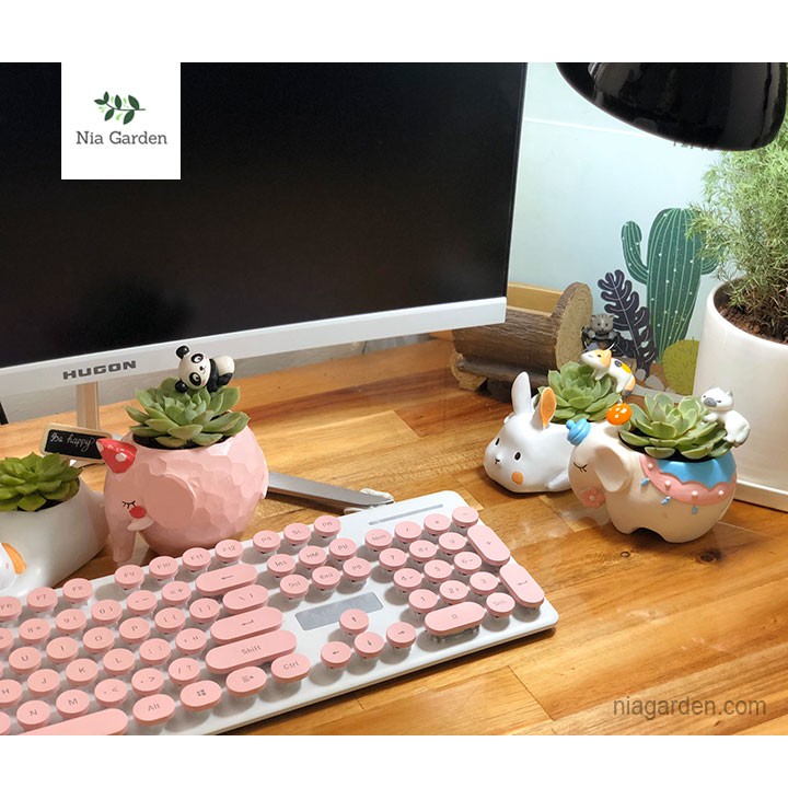 Chậu trồng cây voi hồng xanh trồng lá may mắn, xương rồng