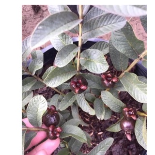 Cây ổi đỏ đỏ giống