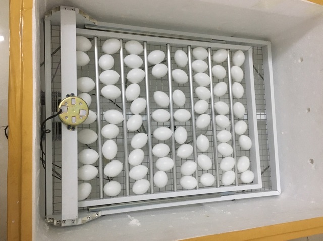 Trứng Bồ Câu Nước 10 quả