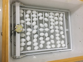 Trứng Bồ Câu Nước 14 quả