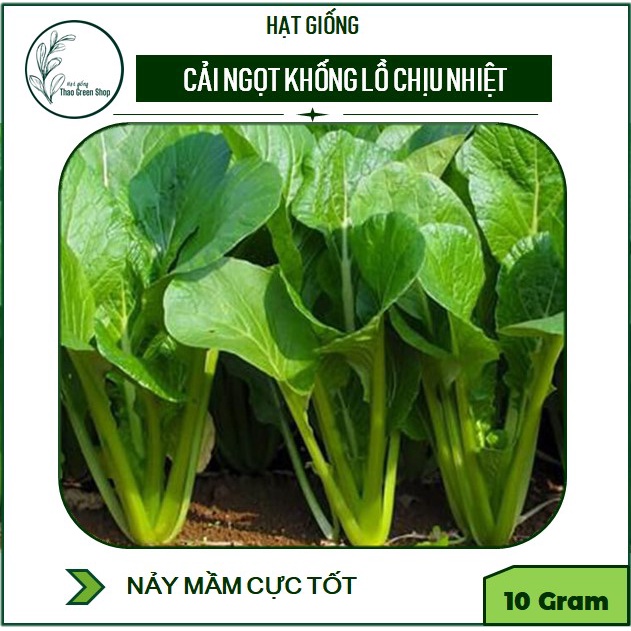 CẢI NGỌT KHỔNG LỒ CHỊU NHIỆT