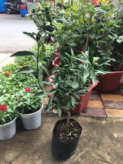 Cây tắc thái ngọt