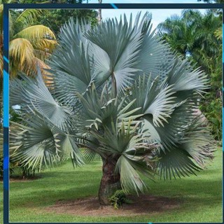 [BÁN CHẠY] CÂY CỌ LÙN CẢNH SIÊU ĐẸP, THANH LỌC KHÔNG KHÍ VÀ MANG LẠI TÀI LỘC CHO GIA CHỦ