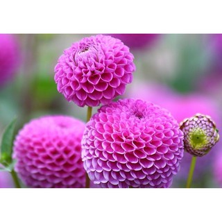 Hạt giống hoa Thược dược tổ ong