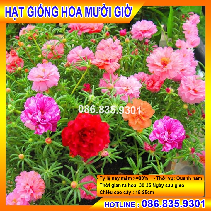 HẠT GIỐNG HOA MƯỜI GIỜ CHẤT LƯỢNG CAO, DỄ TRỒNG NẢY MẦM NHANH