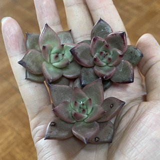 Sen đá đế vương gieo hạt. size bầu.
