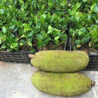 Cây giống mít malayxia quả dài 30kg/1 quả