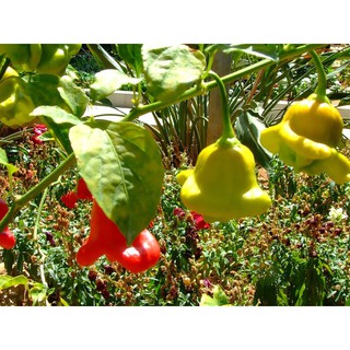 Kho buôn Hạt Giống Ớt Hoa Hồng Nhiều Màu