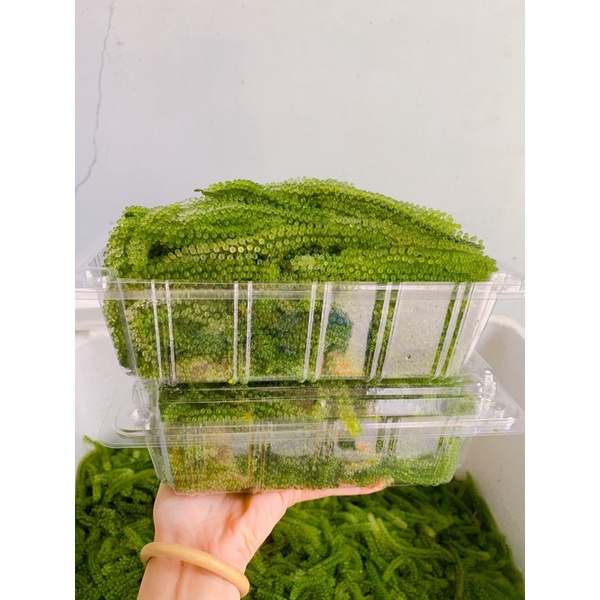 Rong nho tươi - Rong nho tươi khánh hoà tại Q.Bình Thạnh