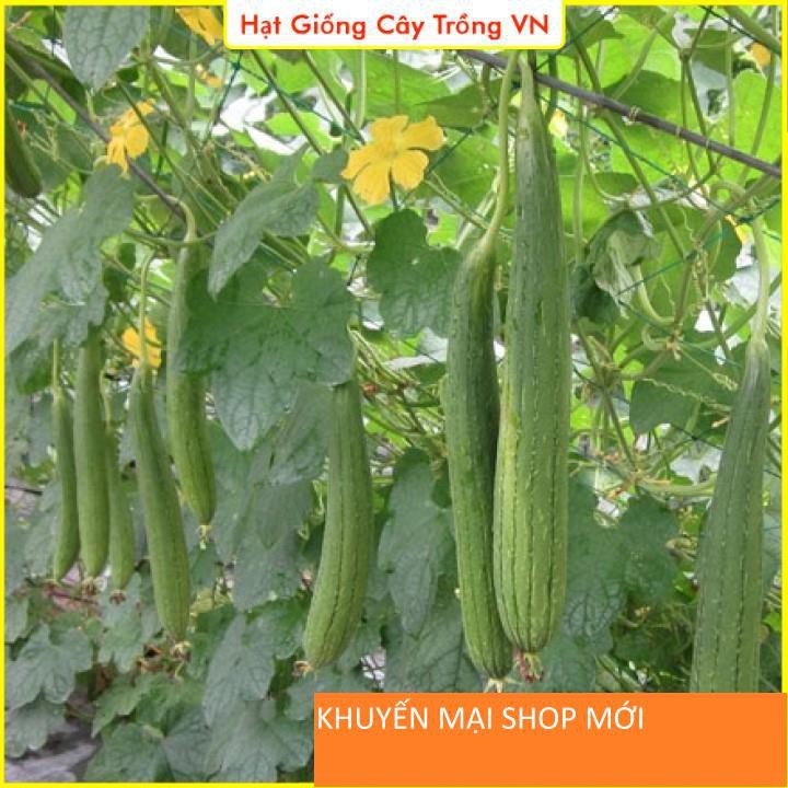 Hạt giống Mướp Hương - Gói 1 Gram khuyến mại shop mới