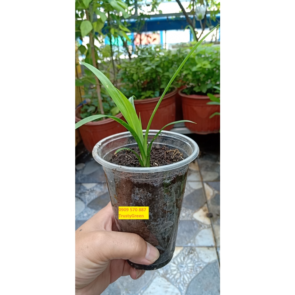 ALO SHOP SHIP KHÔNG GÃY-Cây LÁ DỨA NẾP THƠM 20-40cm -Ship 30 phut200k tặngdịch trùn KHOQ11,7,9,THỦĐỨC,PHÚNHUẬN