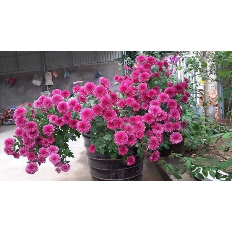 😍😍😍sỉ lẻ cúc giống số lượng lớn.