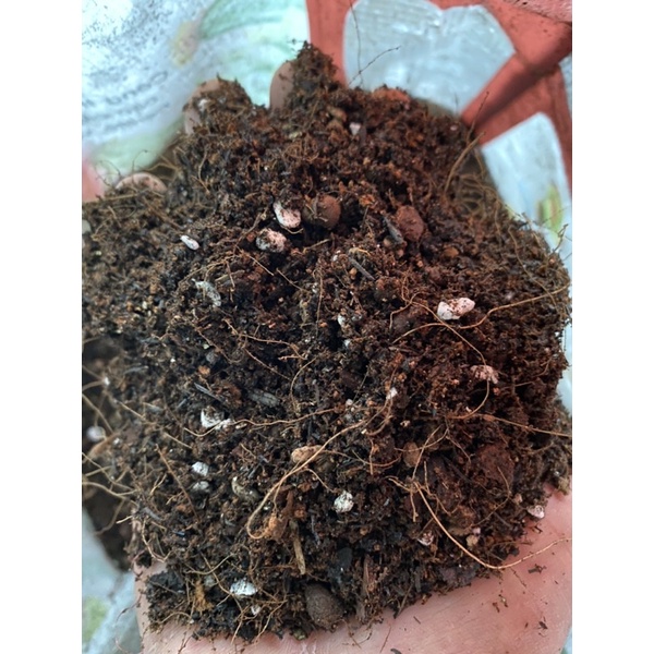 500gr giá thể trồng Sen Đá Xương Rồng đất trồng Sen Đa &amp; Xương Rồng