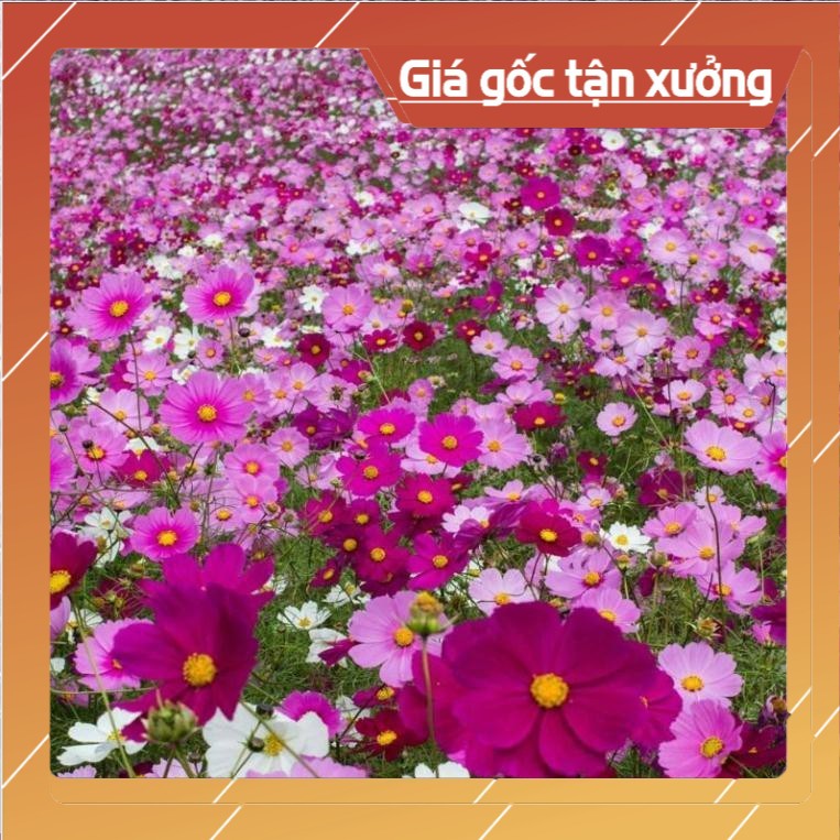100 Hạt Giống Hoa Sao Nháy Nhiều Màu Đóng Túi Zip Bạc Nảy Mầm Trên 95%