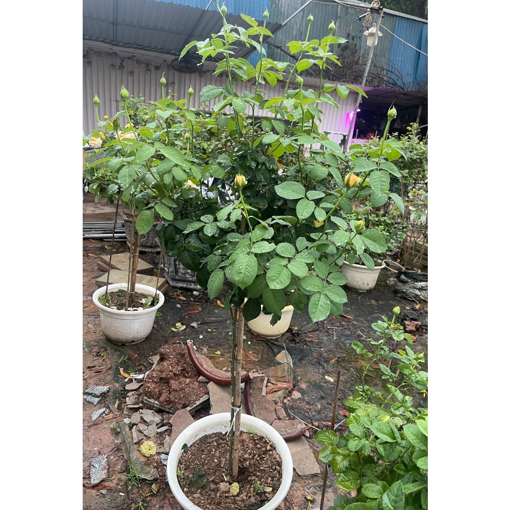 Cây Tree Thân Gỗ Juliet Rose  HOA HỒNG NGOẠI TRIỆU ĐÔ- Cây khỏe- tán rông , phát triển tốt.