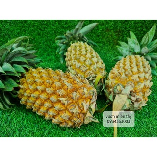 Khóm miền tây - 1 trái