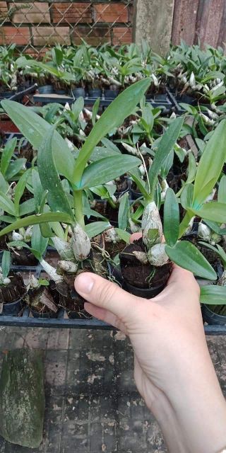 Hoa lan denro chớp enobi