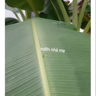 Nữa kí lá chuối tươi