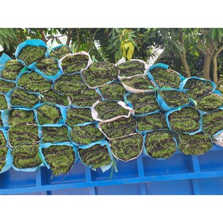 Cỏ nhung nhật, cỏ lót thảm