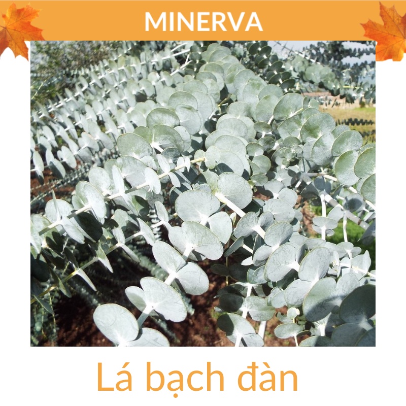 Set hoa lá xông nhà Lavender - lá Bạch đàn - Nụ hồng tây tạng hương thơm tự nhiên, thanh tẩy, thư giãn