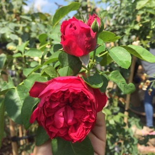 Cây giống Hồng Leo Red Eden ( ảnh thật)