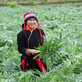 Cao atisô sapa date 2020
