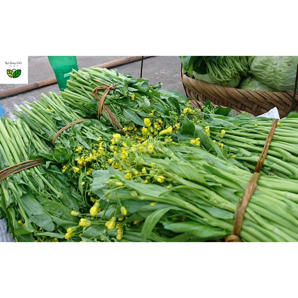 Hạt Giống Cải Ngọt Ăn Bông -  20Gr, Ăn Ngon, Giàu Dinh Dưỡng
