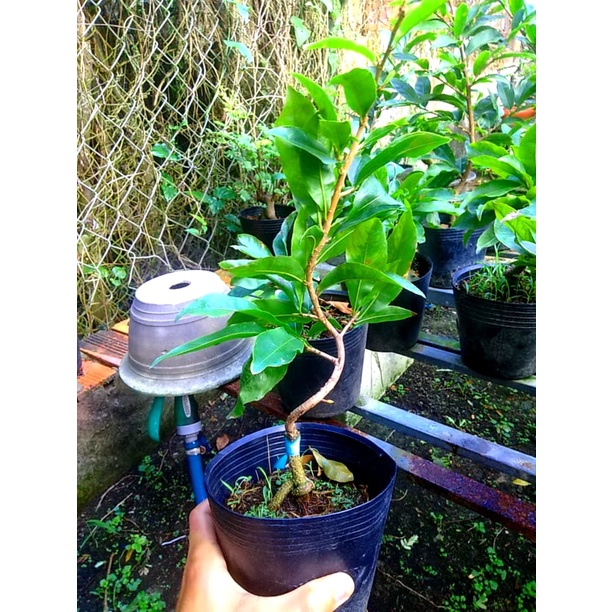 Mai Tết 2022 Bonsai Mini