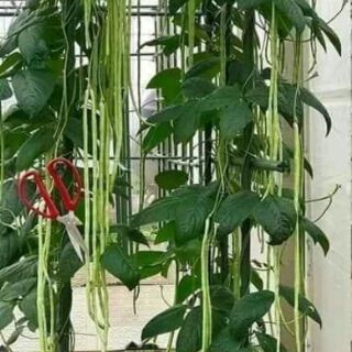 Hạt giống đậu đũa xanh leo giàn