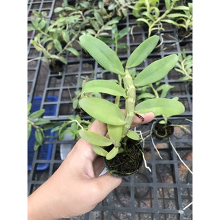 Phi Điệp 5ct Cây Con