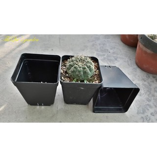 Chậu vuông đen size 9x9 cm (set 50 cái)