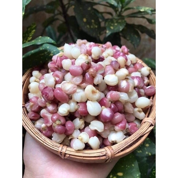 🌽🌽🌽Bắp Bung Điện Biên 🌽🌽🌽