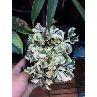 Đinh Lăng Cẩm Thạch