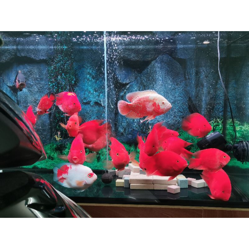 Thức ăn cá la Hán cao cấp, CS2, đạm 48 %, net 200-500gram